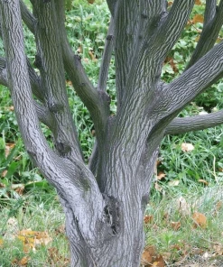 Roots Plants Viper Acer Tree | Acer Davidii | Snake Bark Maple