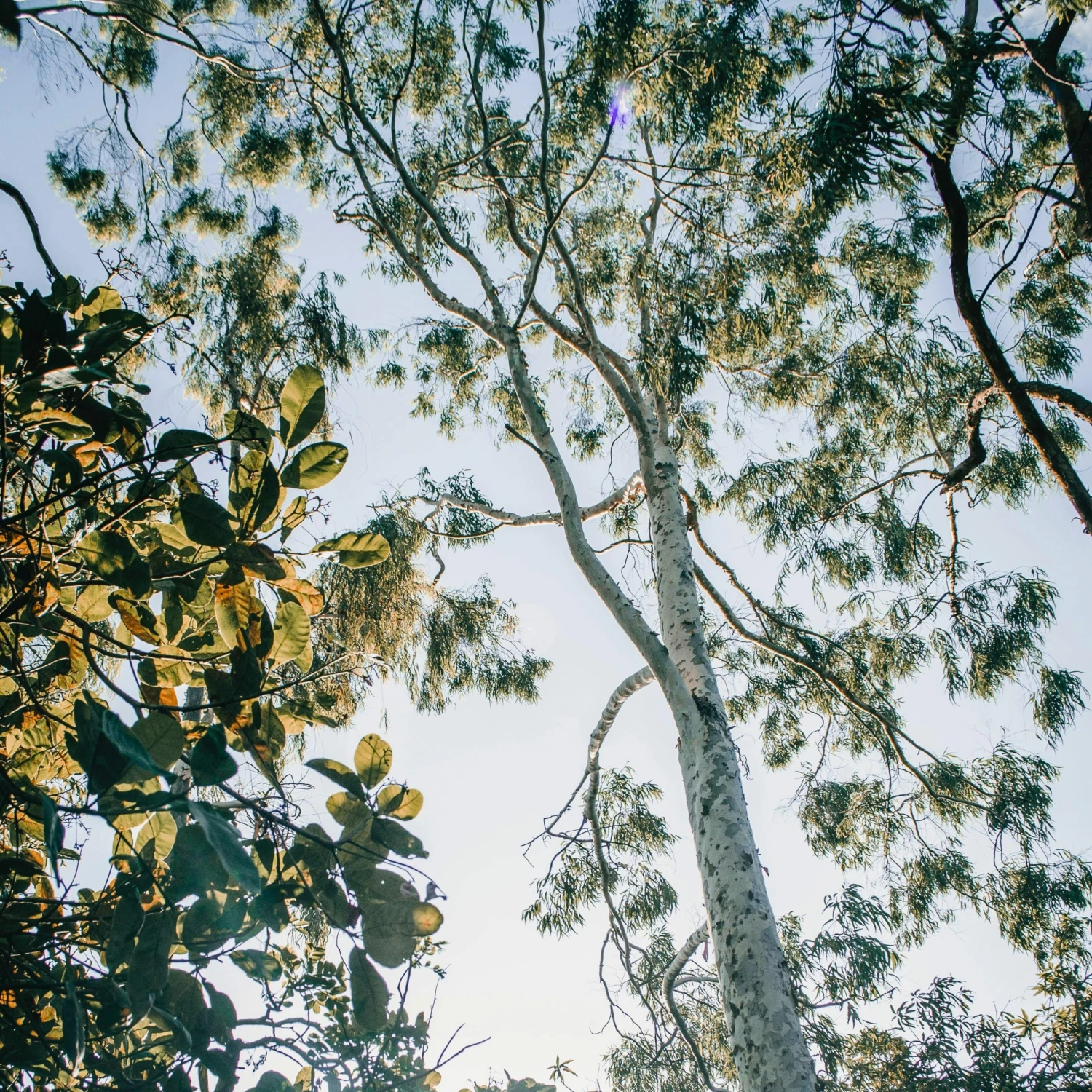 Roots Plants Hardy Eucalyptus Tree | Eucalyptus Gunnii 4 Roots Plants Hardy Eucalyptus Tree | Eucalyptus Gunnii