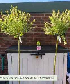 Roots Plants Trees & Shrubs Cheal's Weeping Cherry Blossom Tree | Prunus 'Kiku-Shidare'