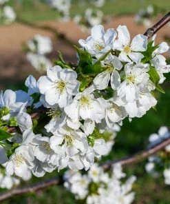 Roots Plants Fruits Kordia Cherry Tree 9 Roots Plants Fruits Kordia Cherry Tree