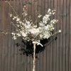Roots Plants The Bride Cherry Blossom Tree | Prunus Incisa