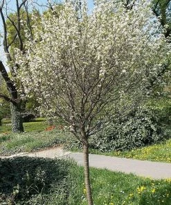 Roots Plants Lapins 'Cherokee' Cherry Tree Fruits