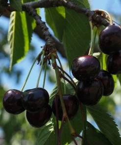 Roots Plants Fruits Kordia Cherry Tree 10 Roots Plants Fruits Kordia Cherry Tree