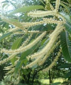 Roots Plants Trees & Shrubs Sweet Chestnut Tree | 3L Pot 11 Roots Plants Trees & Shrubs Sweet Chestnut Tree | 3L Pot