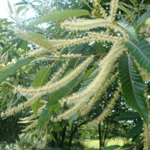 Roots Plants Trees & Shrubs Sweet Chestnut Tree | 3L Pot 5 Roots Plants Trees & Shrubs Sweet Chestnut Tree | 3L Pot