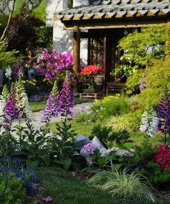 Roots Plants Cottage Garden Plants Collection