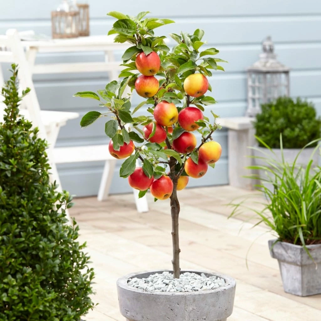 Roots Plants Ecolette' Patio Apple Tree | 4.5L Pot Fruits 3 Roots Plants Ecolette' Patio Apple Tree | 4.5L Pot Fruits