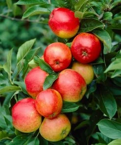 Roots Plants Ecolette' Patio Apple Tree | 4.5L Pot Fruits