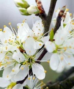 Roots Plants Fruits Farleigh Damson Tree