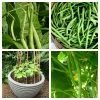 Roots Plants 20 Best French Bean Plants Collection | Growers Choice 2 Roots Plants 20 Best French Bean Plants Collection | Growers Choice