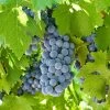 Roots Plants Boskoop Glory' Seedless Outdoor Grape Vine Fruits