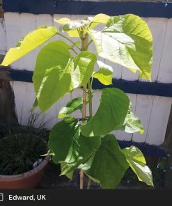 Roots Plants Indian Bean Tree | Catalpa Bignonioides 'Aurea'