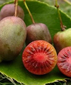 Roots Plants Ken's Red Hardy Kiwi Plant
