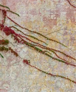 Roots Plants Virginia Creeper | Parthenocissus 'Quinquefolia' | On A 90cm Cane In A 3L Pot Other Climbing Plants 11 Roots Plants Virginia Creeper | Parthenocissus 'Quinquefolia' | On A 90cm Cane In A 3L Pot Other Climbing Plants