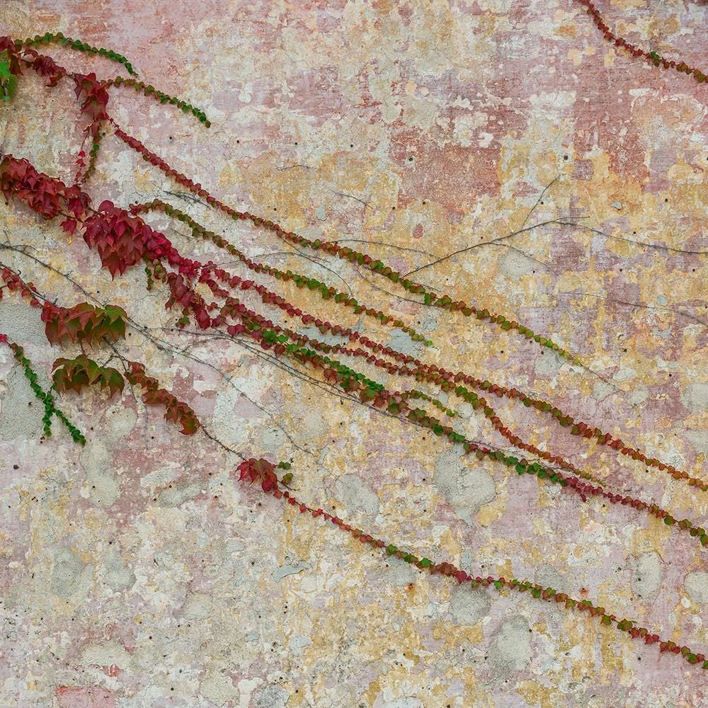 Roots Plants Virginia Creeper | Parthenocissus 'Quinquefolia' | On A 90cm Cane In A 3L Pot Other Climbing Plants 7 Roots Plants Virginia Creeper | Parthenocissus 'Quinquefolia' | On A 90cm Cane In A 3L Pot Other Climbing Plants