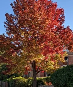 Roots Plants Trees & Shrubs Sweetgum Tree | Liquidambar Styraciflua