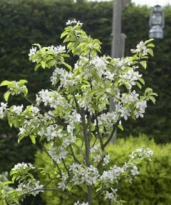 Roots Plants Merryweather Damson Tree Fruits