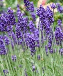 Roots Plants 3x'Old English Lavender' Plants Perennials