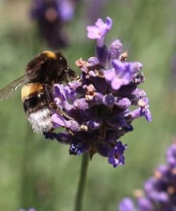 Roots Plants 3x 'Old English Lavender' Plants Perennials