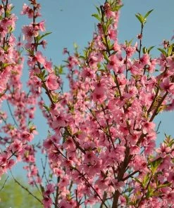 Roots Plants Red Haven Peach Tree