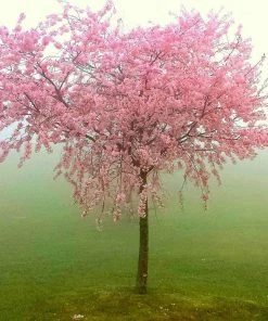 Roots Plants Peregrine Peach Tree Fruits
