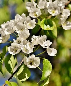 Roots Plants Fruits Doyenné Du Comice Pear Tree