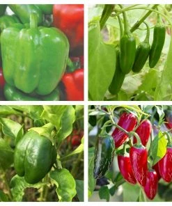 Roots Plants 6 Best Pepper Plants Collection | Growers Choice Chillies & Sweet Peppers