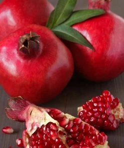 Roots Plants Provence Pomegranate Bush Fruits