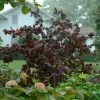Roots Plants Purple Corkscrew Hazel | Corylus Avellana 'Red Majestic'