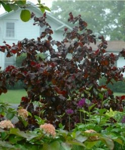 Roots Plants Purple Corkscrew Hazel | Corylus Avellana'Red Majestic'