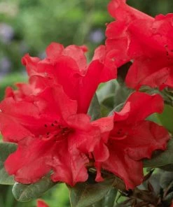 Roots Plants Hydrangea Best Shrubs For Shade 13 Roots Plants Hydrangea Best Shrubs For Shade