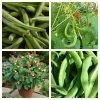 Roots Plants 15 Best Runner Bean Plants Collection | Growers Choice Peas & Beans 1 Roots Plants 15 Best Runner Bean Plants Collection | Growers Choice Peas & Beans