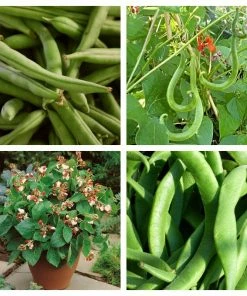 Roots Plants 15 Best Runner Bean Plants Collection | Growers Choice Peas & Beans