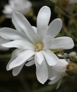 Roots Plants Trees & Shrubs Magnolia 'Stellata' | 9cm Pot