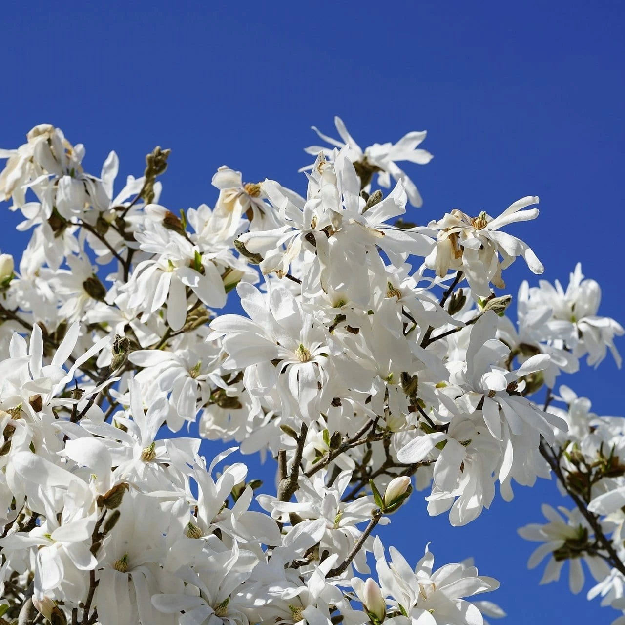 Roots Plants Trees & Shrubs Magnolia 'Stellata' | 9cm Pot 4 Roots Plants Trees & Shrubs Magnolia 'Stellata' | 9cm Pot