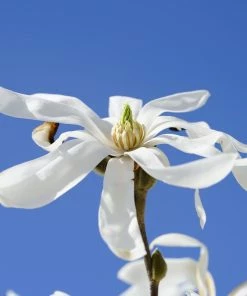 Roots Plants Trees & Shrubs Magnolia 'Stellata' | 9cm Pot 9 Roots Plants Trees & Shrubs Magnolia 'Stellata' | 9cm Pot