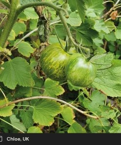 Roots Plants Salad Plants 5 Organic 'Tigerella' Tomato Plants