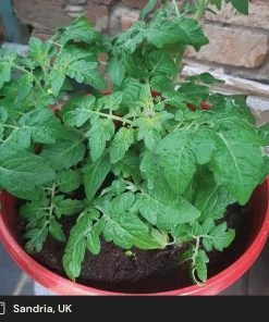 Roots Plants 5 Organic 'Tiny Tim' Tomato Plants Salad Plants