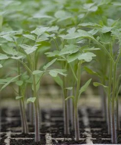 Roots Plants Salad Plants 5 Organic 'Golden Sunrise' Tomato Plants 14 Roots Plants Salad Plants 5 Organic 'Golden Sunrise' Tomato Plants