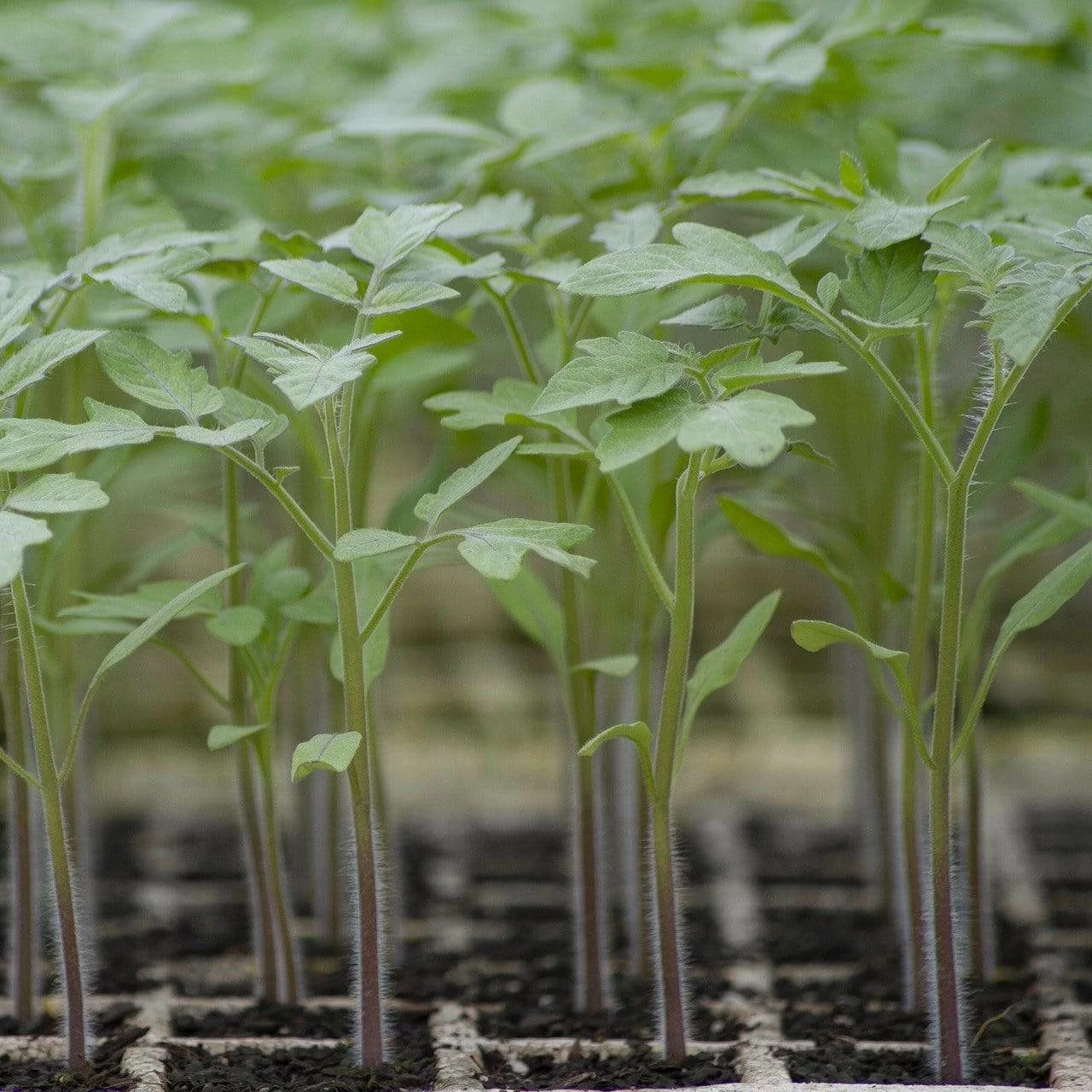Roots Plants Salad Plants 5 Organic 'Golden Sunrise' Tomato Plants 7 Roots Plants Salad Plants 5 Organic 'Golden Sunrise' Tomato Plants