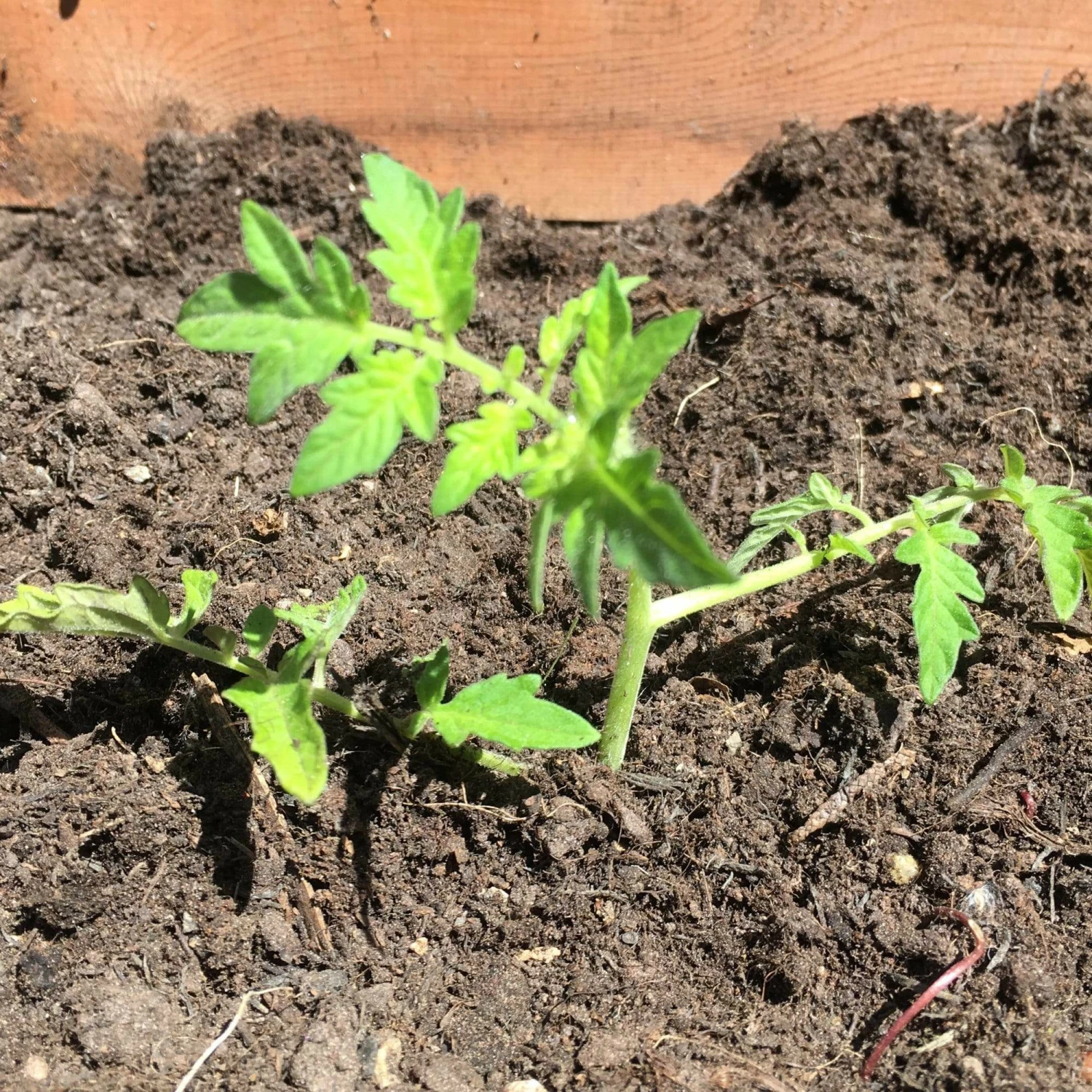 Roots Plants 5 Organic 'Black Russian' Tomato Plants Salad Plants 5 Roots Plants 5 Organic 'Black Russian' Tomato Plants Salad Plants