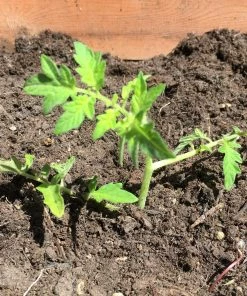 Roots Plants Salad Plants 15 Organic Colourful Tomato Plants 17 Roots Plants Salad Plants 15 Organic Colourful Tomato Plants