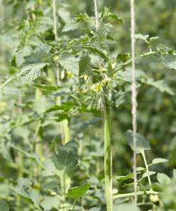 Roots Plants Salad Plants 5 Organic 'Golden Sunrise' Tomato Plants 16 Roots Plants Salad Plants 5 Organic 'Golden Sunrise' Tomato Plants