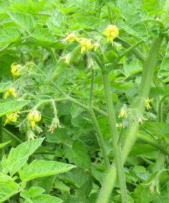 Roots Plants 5 Organic 'Yellow Pear' Tomato Plants