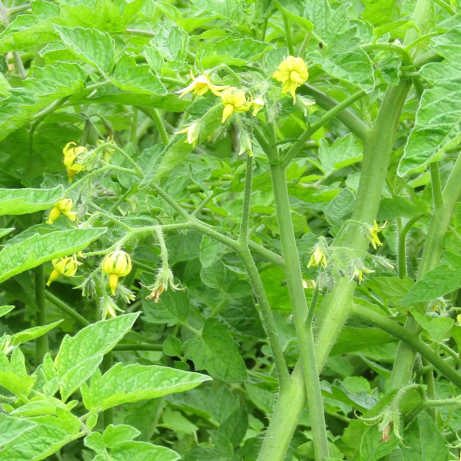 Roots Plants Salad Plants 15 Organic Colourful Tomato Plants 10 Roots Plants Salad Plants 15 Organic Colourful Tomato Plants