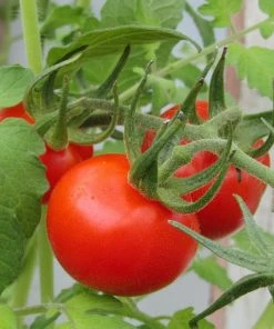 Roots Plants Salad Plants 15 Organic Colourful Tomato Plants 13 Roots Plants Salad Plants 15 Organic Colourful Tomato Plants