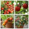 Roots Plants 15 Best Tomato Plants Collection | Growers Choice 2 Roots Plants 15 Best Tomato Plants Collection | Growers Choice