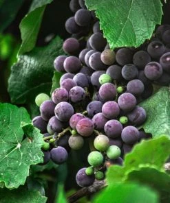 Roots Plants 90cm 'Strawberry' Grape Vine | 3L Pot Fruits