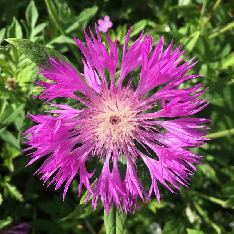 Roots Plants 100 Wildflower Meadow Plug Plants Perennials 10 Roots Plants 100 Wildflower Meadow Plug Plants Perennials