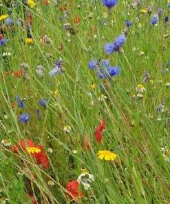 Roots Plants 100 Wildflower Meadow Plug Plants Perennials 16 Roots Plants 100 Wildflower Meadow Plug Plants Perennials